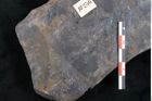 Foto (Detailansicht) von Cupanites novae zeelandiae Ettingshausen (NHMW-GEO-2024-0188-10256)
